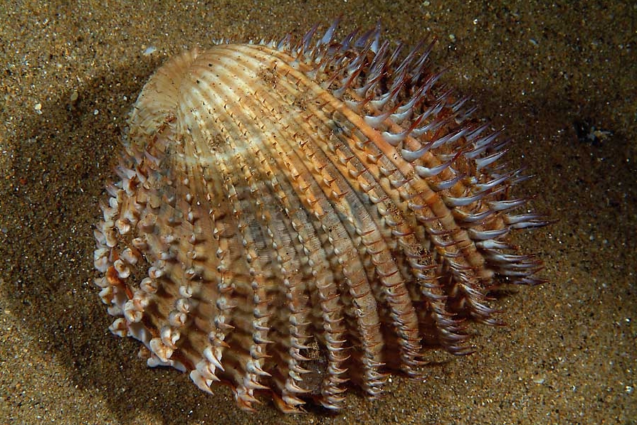 Acanthocardia aculeata